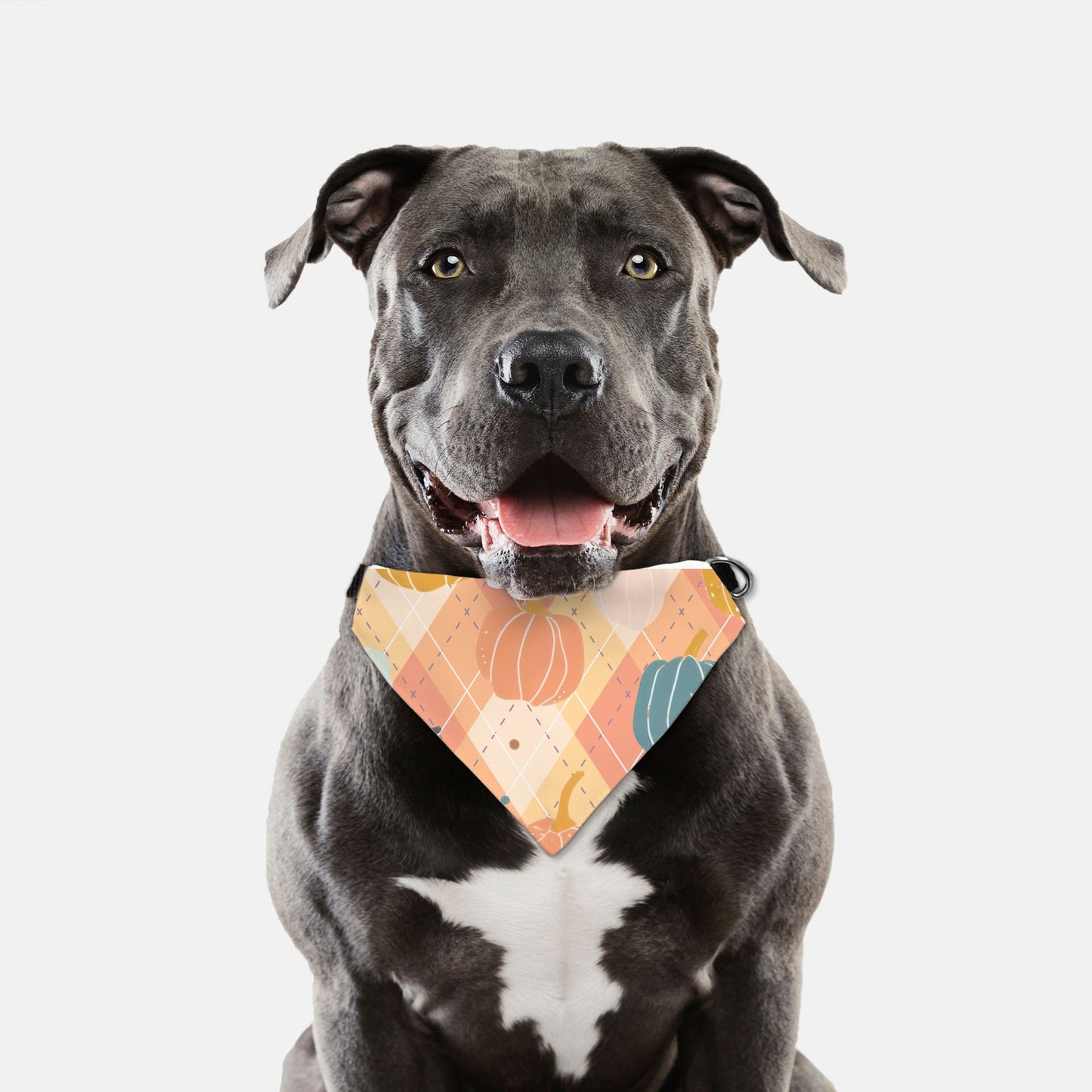 Pumpkins and Plaid Collar Pet Bandana (LG & XL)