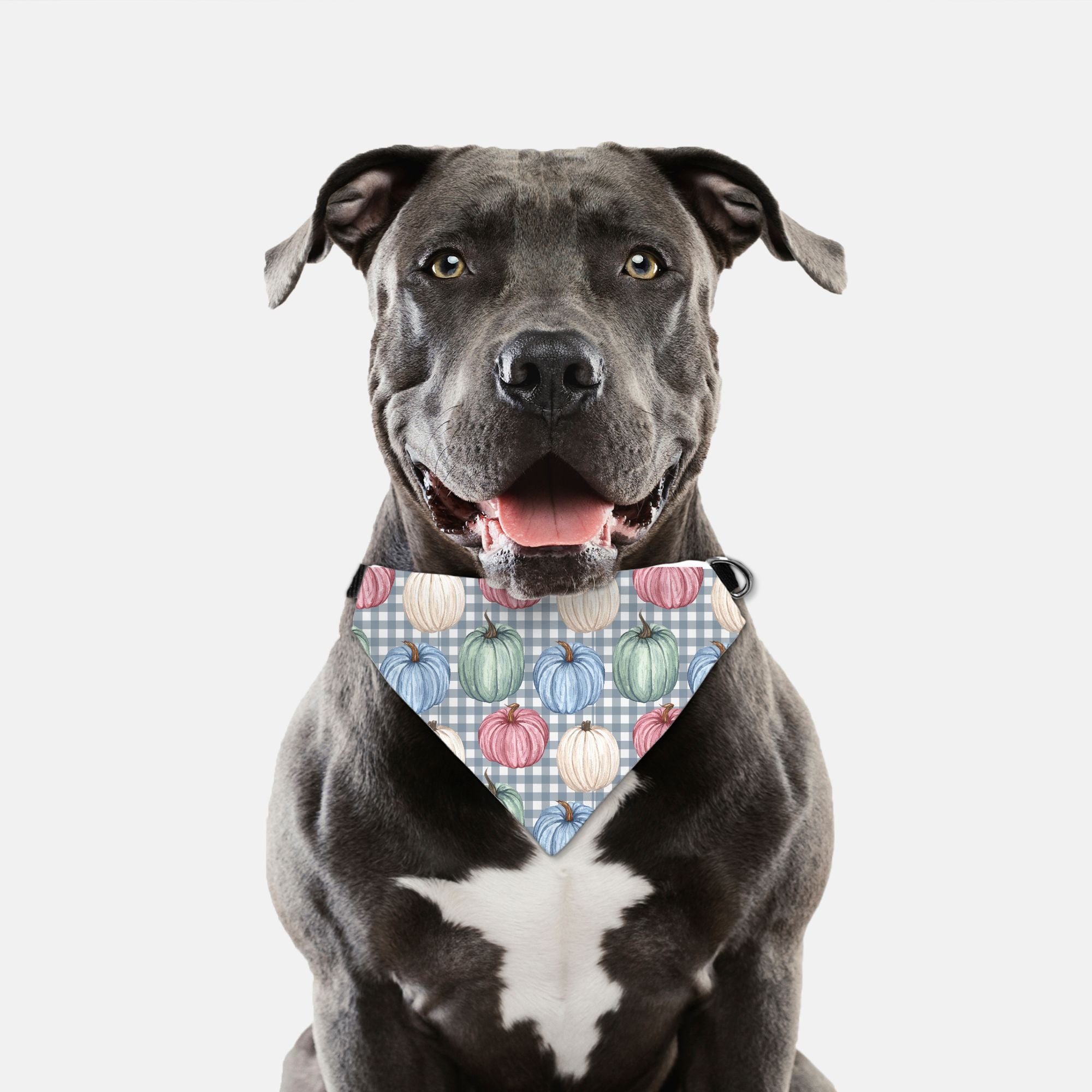 Pumpkin and Checkers Collar Pet Bandana (LG & XL)